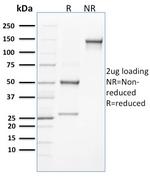 CLEC9A/DNGR1 (Dendritic Cell Marker) Antibody in SDS-PAGE (SDS-PAGE)