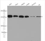 EEA1 Antibody in Western Blot (WB)