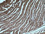 Caveolin-3 Antibody in Immunohistochemistry (Paraffin) (IHC (P))