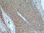 MAEA Antibody in Immunohistochemistry (Paraffin) (IHC (P))