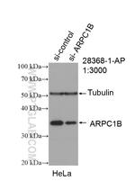 ARPC1B Antibody in Western Blot (WB)