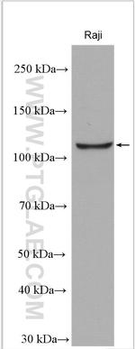 TAOK3 Antibody in Western Blot (WB)