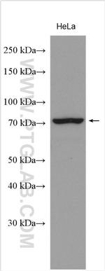 ATG7 Antibody in Western Blot (WB)