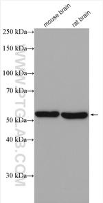 GABRB1 Antibody in Western Blot (WB)