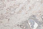 TGF beta 2 Antibody in Immunohistochemistry (Paraffin) (IHC (P))