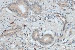 TGF beta 2 Antibody in Immunohistochemistry (Paraffin) (IHC (P))