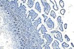 OLFM4 Antibody in Immunohistochemistry (Paraffin) (IHC (P))