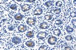 OLFM4 Antibody in Immunohistochemistry (Paraffin) (IHC (P))