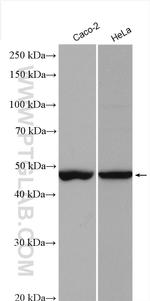 FOXJ1 Antibody in Western Blot (WB)