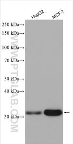 PGAM5 Antibody in Western Blot (WB)