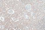 NCX1 Antibody in Immunohistochemistry (Paraffin) (IHC (P))