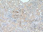 NCX1 Antibody in Immunohistochemistry (Paraffin) (IHC (P))