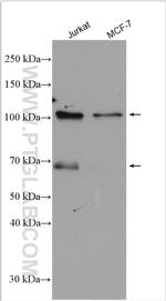 PHF17 Antibody in Western Blot (WB)