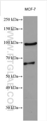 PHF17 Antibody in Western Blot (WB)