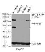 PHF17 Antibody in Western Blot (WB)