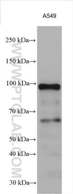 PHF17 Antibody in Western Blot (WB)