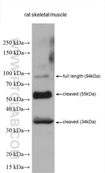 CAPN3 Antibody in Western Blot (WB)