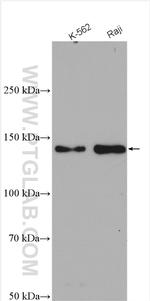 CARD11 Antibody in Western Blot (WB)