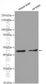 GAT1 Antibody in Western Blot (WB)