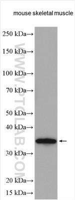 NMNAT1 Antibody in Western Blot (WB)