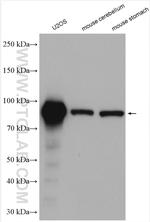 NOC2L Antibody in Western Blot (WB)