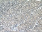 PIEZO1 (extracellular domain) Antibody in Immunohistochemistry (Paraffin) (IHC (P))