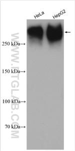 PIEZO1 (extracellular domain) Antibody in Western Blot (WB)