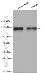 TYRO3 Antibody in Western Blot (WB)