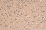 NMDAR2A/GRIN2A Antibody in Immunohistochemistry (Paraffin) (IHC (P))