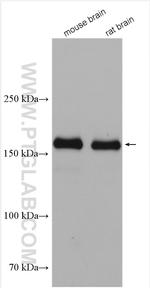 NMDAR2A/GRIN2A Antibody in Western Blot (WB)