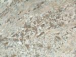 PGC Antibody in Immunohistochemistry (Paraffin) (IHC (P))