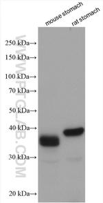 PGC Antibody in Western Blot (WB)