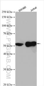 LEF1 Antibody in Western Blot (WB)