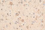 ABCE1 Antibody in Immunohistochemistry (Paraffin) (IHC (P))