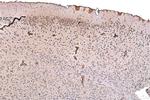 NMDAR2A/GRIN2A Antibody in Immunohistochemistry (Paraffin) (IHC (P))