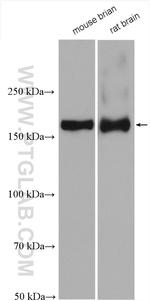 NMDAR2A/GRIN2A Antibody in Western Blot (WB)