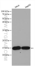 CDA Antibody in Western Blot (WB)