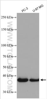 Siglec-15 Antibody in Western Blot (WB)