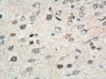 TAC1 Antibody in Immunohistochemistry (Paraffin) (IHC (P))