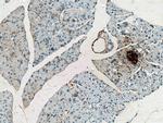 Ins1 Antibody in Immunohistochemistry (Paraffin) (IHC (P))