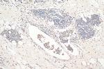 PPP1CA Antibody in Immunohistochemistry (Paraffin) (IHC (P))