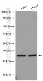 PPP1CA Antibody in Western Blot (WB)