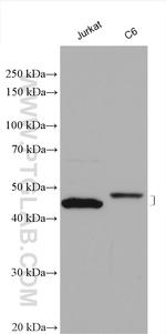 BCAT1 Antibody in Western Blot (WB)