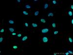 RFC5 Antibody in Immunocytochemistry (ICC/IF)