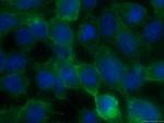 Claudin 1 Antibody in Immunocytochemistry (ICC/IF)