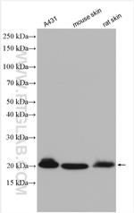 Claudin 1 Antibody in Western Blot (WB)