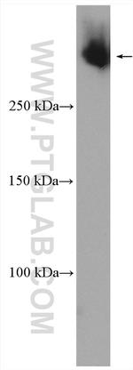 VPS13C Antibody in Western Blot (WB)