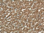 Sam50 Antibody in Immunohistochemistry (Paraffin) (IHC (P))