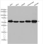 Sam50 Antibody in Western Blot (WB)