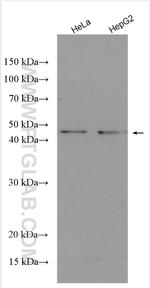 ODC1 Antibody in Western Blot (WB)